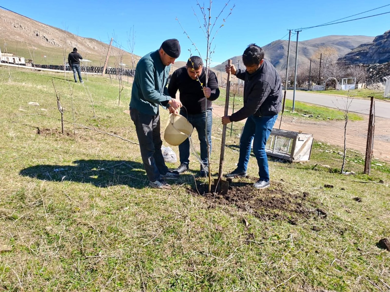 Daşkəsəndə ağacəkmə aksiyası keçirildi - FOTOLAR
